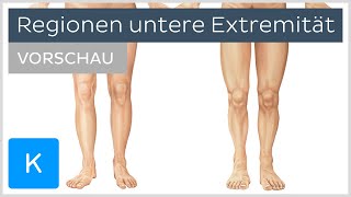 Untere Extremität Anatomie und Regionen  Kenhub [upl. by Daughtry]