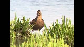 Longbilled dowitcher Limnodromus scolopaceus Fysingen Uppland 07 July 2024 iPhone digiscoping [upl. by Aihtiekal91]