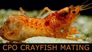 Mating crayfish [upl. by Iamhaj]