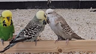 Budgie Birds having their First Kiss [upl. by Adlar]