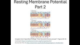 Why Resting Membrane Potentials are Different From One Cell to the Next [upl. by Loresz276]