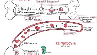 Haematology  Red Blood Cell Life Cycle [upl. by Siward]