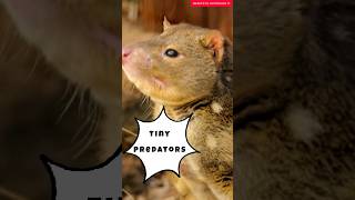 Australian Quoll beautifulaustralia71 wildlife facts shorts shortvideo trending [upl. by Ijan]