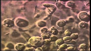 The Transmigration of Blood Stem Cells Part 1 科学映像館 [upl. by Owiat]