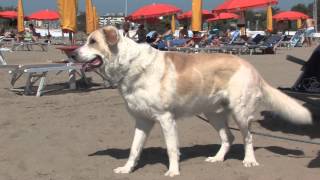 Bibione  La spiaggia di pluto [upl. by Oetomit]