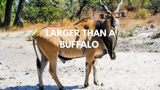 GIANT ELANDS The antelopes that outsize a buffalo [upl. by Aicilaanna]