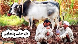 Kehri ghalti hoye hai zalim by Mansoor Malangi New Song [upl. by Winfield]