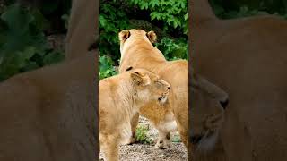 lions fighting sound shorts ytshorts shortsvideo youtubeshorts [upl. by Adnoyek]