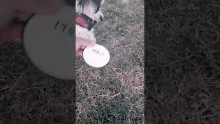 forehand dog discgolf shipoo shihtzu sunset pdga [upl. by Marion]