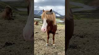 Happy May 1st 🥳 The International Day of the Icelandic Horse 🐴🇮🇸  and Labor Day of course 😉 [upl. by Rodl575]