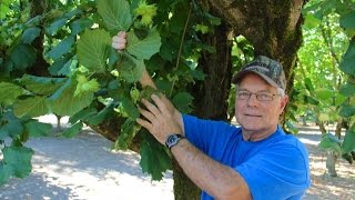 Hazelnut Growing Practices with Don Blake [upl. by Llibyc649]