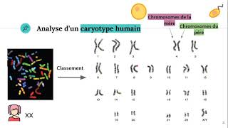 Le caryotype 🧬 [upl. by Ennovart]