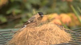 bullfinch nesting material [upl. by Nodnarb923]