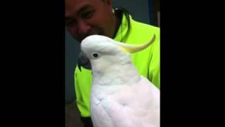 Bird swearing awesome cockatoo cocky [upl. by Chu12]