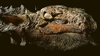 Nodosaur Dinosaur ‘Mummy’ Unveiled With Skin And Guts Intac [upl. by Thanh]