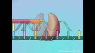 Mechanisms of Action of Nucleoside Reverse Transcriptase Inhibitors NRTIs [upl. by Mandi]