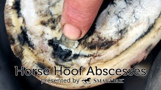 Horse Hoof Abscesses [upl. by Aihsetel]