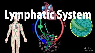 The Lymphatic System Overview Animation [upl. by Ecinad]