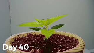 Habanada habanero time lapse [upl. by Seamus661]