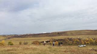 Custer State Park Buffalo Roundup [upl. by Ralph]