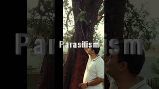 Parasitism on Mango Tree shortsfeed peepal sciencefacts science peepalbaba shortsvideoshorts [upl. by Oht]