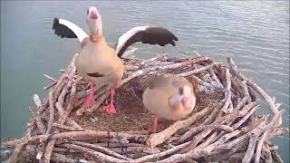 Egyptian Geese tidy up the nest amp complain at unseen annoyance  ©ROP Manton Bay [upl. by Kciremed419]