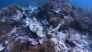 Wobbegong Indonesia Raja Ampat Nov 2023 [upl. by Aicnelev951]