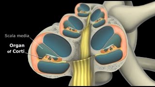 Ear Organ of Corti and Physiology of hearing [upl. by Ailecra519]