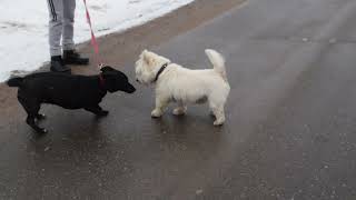 West Highland White Terrier Westie Bobby Snowy [upl. by Aimahs]