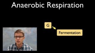 Anaerobic Respiration [upl. by Goggin]