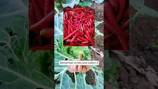 Treat pests without harming plants or soil garden agriculture gardening [upl. by Atilrac535]