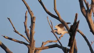 A Blackshouldered Kite swallows a rat whole [upl. by Bernarr]