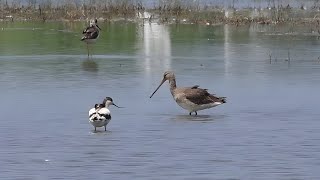 Pied Avocet Recurvirostra avosetta  അവോസെറ്റ്  4K [upl. by Ayitahs]