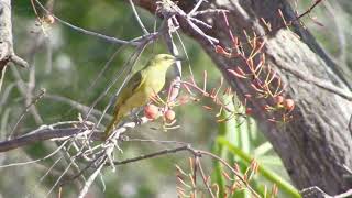 Yellow Honeyeater [upl. by Giulietta595]