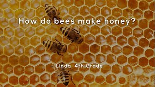 How do bees make honey [upl. by Liza]