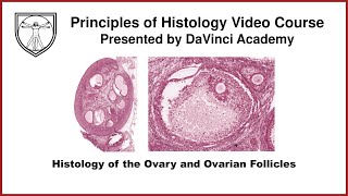 Histology of the Ovary and Ovarian Follicles Female Reproductive Histology Part 1 of 2 [upl. by Nnaesor]