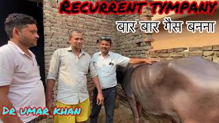 Recurrent tympany in buffalo l पशुओं में आफ़रे का इलाज़ क़ैसे करें  l गैस का उपचार l dr umar khan [upl. by Enitsyrhc549]