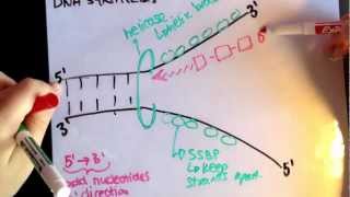 Leading strand vs lagging strand [upl. by Ludba]