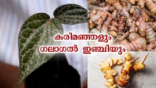 കരിമഞ്ഞളും ഗലാഗൽ ഇഞ്ചിയും karimanjal uses in malayalam Galangal ginger Oru Tech Yathra [upl. by Maggy937]