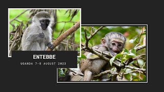 Uganda  Entebbe  78 August 2023  ONLY FOR MONKEY LOVERS [upl. by Einahpit509]