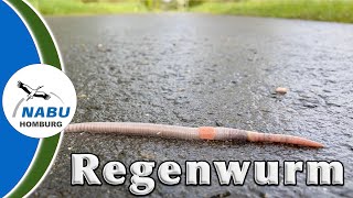 Unnützes Wissen über den Regenwurm [upl. by Farl]