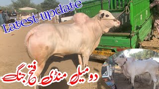 Today domail mandi 3152024 latest update ll part 3 ll bhatta chowk mandi ll jamil tv ll [upl. by Arnuad]