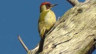 Green Woodpecker Tree Climbing  Pic vert [upl. by Marni]