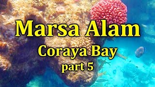 Marsa Alam Egypt Coraya Bay Reef near Jaz Samaya Lamaya Solaya amp Coraya Beach Hotels  part 5 [upl. by Asta]