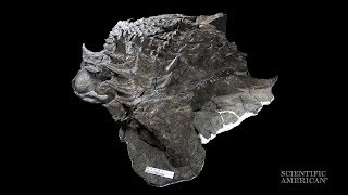 WellPreserved Armored Fossil Reveals Cretaceous Camouflage [upl. by Davena]