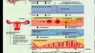 Matric revision Life Sciences Menstrual cycle [upl. by Assirim776]