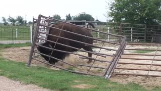 how a bison fixes a fence [upl. by Ahserak324]