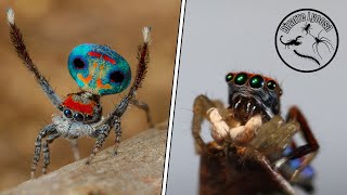 Finding PEACOCK SPIDERS in the BUSH [upl. by Lyn804]