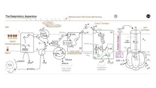 Respiration Electron Transport and Oxidative Phosphorylation [upl. by Kinata854]