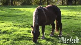 Troupeau de Chevaux de trait Breton Ref  121015M217mp4 [upl. by Maybelle]